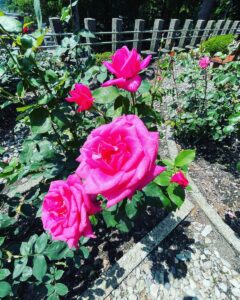 ブレスエンジェル | あつみ温泉ばら園で綺麗な薔薇を見てきました