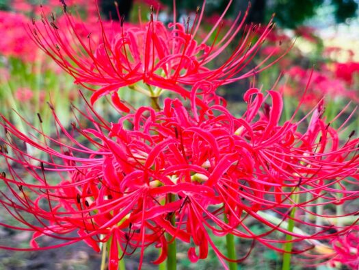 ブレスエンジェル | 心酔 深紅のヒガンバナ｢羽黒山公園｣大崎市