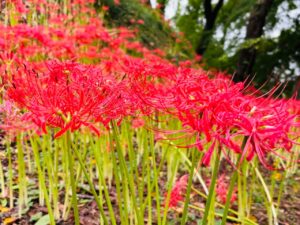 ブレスエンジェル | 心酔 深紅のヒガンバナ｢羽黒山公園｣大崎市