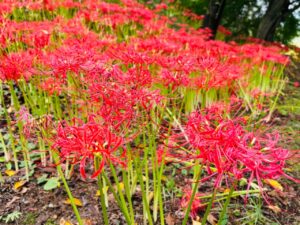 ブレスエンジェル | 心酔 深紅のヒガンバナ｢羽黒山公園｣大崎市