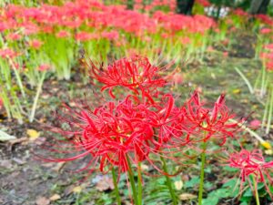 ブレスエンジェル | 心酔 深紅のヒガンバナ｢羽黒山公園｣大崎市